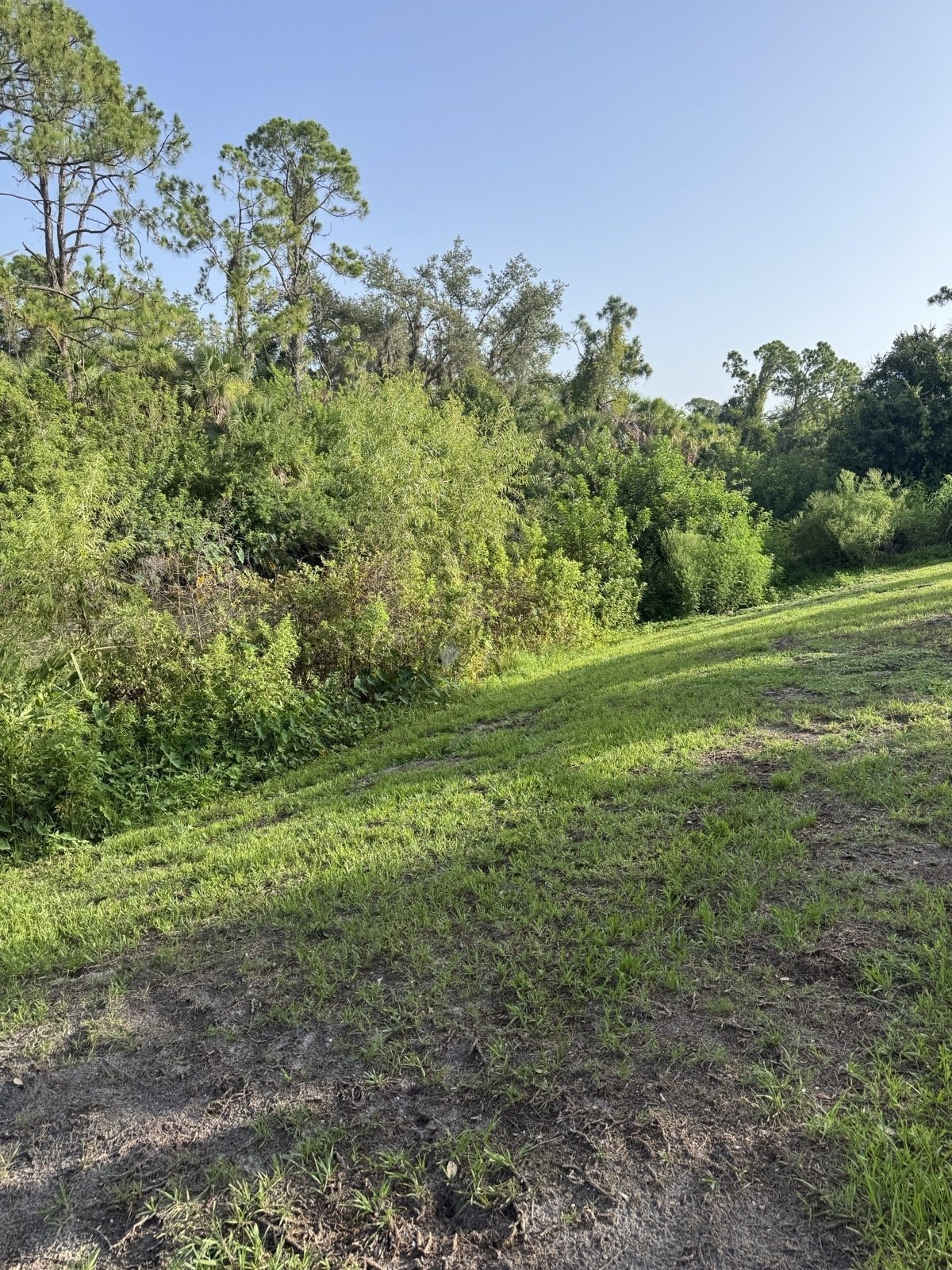 Before lawn care — overgrown lot in North Port FL needing lot clearing service